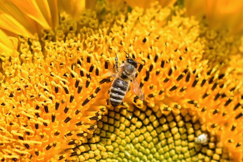 Bee pollinating a flower