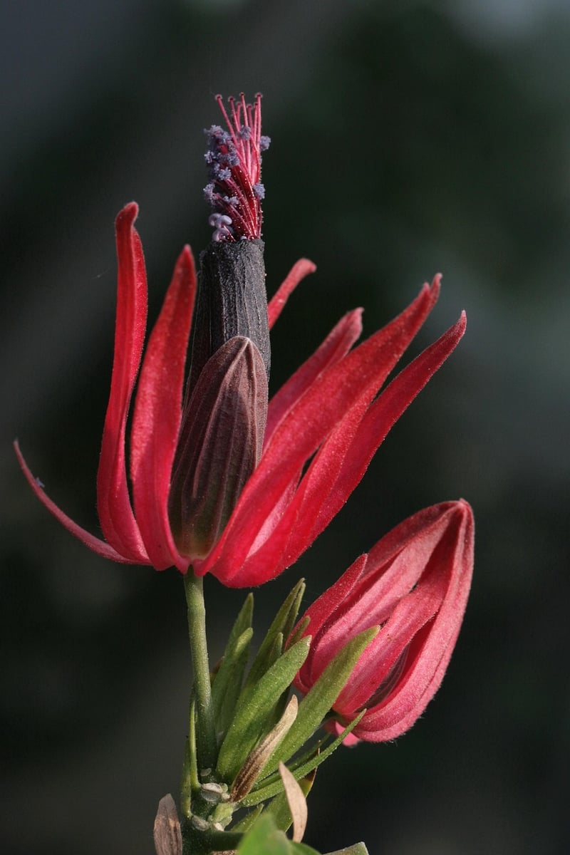 Creative planting solutions