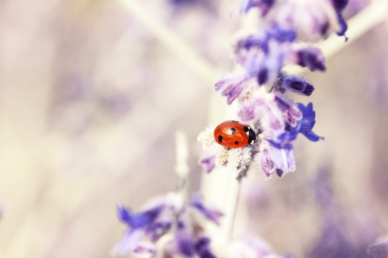 Ladybug on a leaf